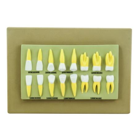 EISCO Model Human Teeth Set of 16 AM0051